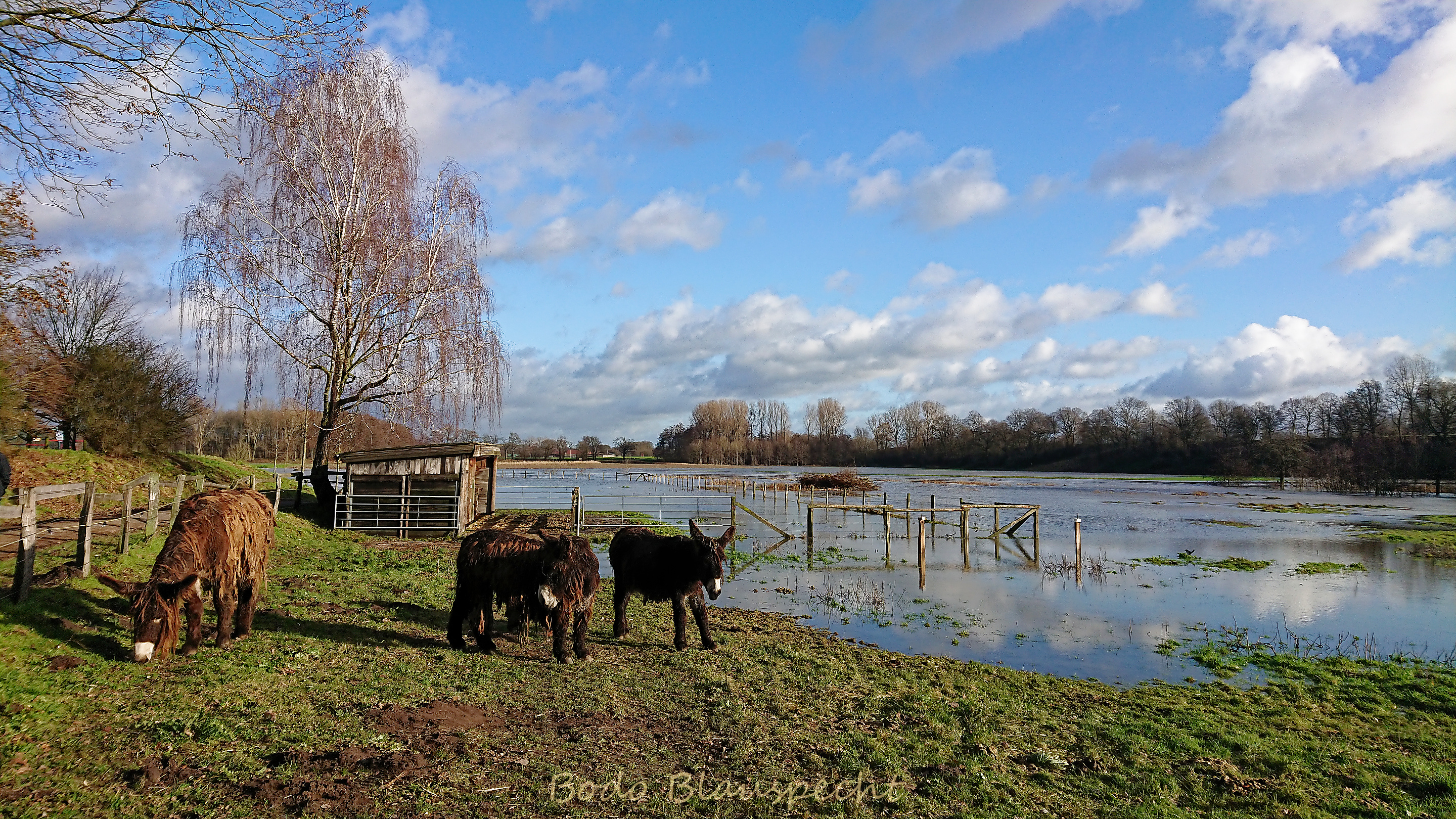 Hochwasser   Steveraue   2023.12.26 12.10 62 WEB